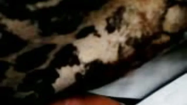 Bà Tình của jav hd nhat ban giữ sự thỏa thuận.